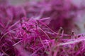 Micro green. watercress salad