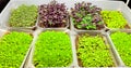 The microgrowth grows in the tray Royalty Free Stock Photo