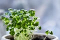 Micro greens arugula sprouts close up. Growing baby sprouts