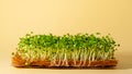 Micro greens, arugula sprouts on coconut mat on beige background Royalty Free Stock Photo