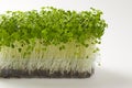 Micro greens broccoli in plastic breathable container