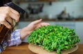 Micro greens close up. Basil leevas in container. Organic food concept. Healthy herbs. Basil in soil. Home farming concept. Royalty Free Stock Photo