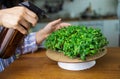 Micro greens close up. Basil leevas in container. Organic food concept. Healthy herbs. Basil in soil. Home farming concept. Royalty Free Stock Photo