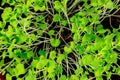 Micro greens close-up, fresh sprouts, shot from the top Royalty Free Stock Photo