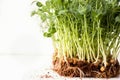 Micro greens close-up. Home grown food concept. Royalty Free Stock Photo