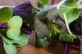 Micro greens close-up