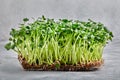 Micro greens, cress arugula. A layer of microgreens on a light background, close-up, copy space. Royalty Free Stock Photo