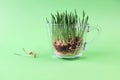 Micro greens, germinated grains and wheat sprouts for making wheat grass, on a green background