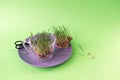 Micro greens, germinated grains and wheat sprouts for making wheat grass, on a green background