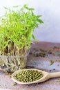 Micro greens, grains and germinated mung bean sprouts on the table