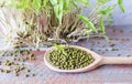 Micro greens, grains and germinated mung bean sprouts on the table