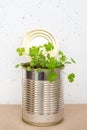 Micro greens, parsley sprouts in tin can on white concrete wall background