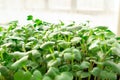 Micro greens radish growing in box. Healthy lifestyle.