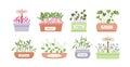Micro greens sprouts boxes cartoon set, salad food menu