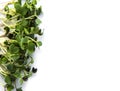 Micro greens on a white background. Royalty Free Stock Photo