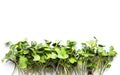 Micro greens on a white background. Royalty Free Stock Photo