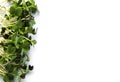 Micro greens on a white background. Royalty Free Stock Photo