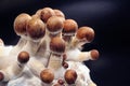 Micro growing of Psilocybe Cubensis on black background. Royalty Free Stock Photo