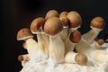 Micro growing of Psilocybe Cubensis on black background. Mycelium block of psychedelic psilocybin mushrooms Golden Teacher Royalty Free Stock Photo