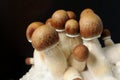 Micro growing of Psilocybe Cubensis on black background. Royalty Free Stock Photo