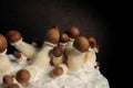 Micro growing of Psilocybe Cubensis on black background. Mycelium block of psychedelic psilocybin mushrooms Golden Teacher Royalty Free Stock Photo