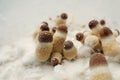 Micro growing of Psilocybe Cubensis mushrooms on white background. Mycelium of psilocybin psychedelic mushrooms Golden Teacher. Royalty Free Stock Photo