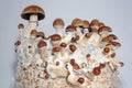 Micro growing of Psilocybe Cubensis mushrooms on white background. Royalty Free Stock Photo
