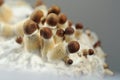 Mycelium of psilocybin psychedelic mushrooms Golden Teacher. Macro view, close-up Royalty Free Stock Photo