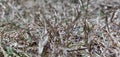 Micro image of dry grass. Selected Focus.