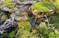Micro landscape with imitation of a forest stream, driftwood, micro waterfalls, pebbles and moss Royalty Free Stock Photo