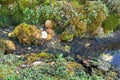 Micro landscape with imitation of a forest stream, driftwood, micro waterfalls, pebbles and moss Royalty Free Stock Photo