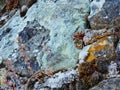 Micro Landscape of Lichen Covered Rock Wall Royalty Free Stock Photo