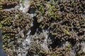 Micro life green fresh moss with tree bark background Royalty Free Stock Photo