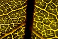 Micro macro pattern green leaf Royalty Free Stock Photo