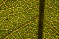 Micro macro pattern green leaf Royalty Free Stock Photo