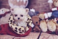 Micro maltese christmas Royalty Free Stock Photo