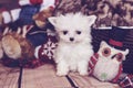 Micro maltese puppy holiday Royalty Free Stock Photo