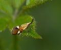 Micro moth Alabonia geoffrella