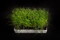 Micro onion micro greens citi - farms vertical farms on a black background Royalty Free Stock Photo