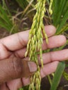 Micro photo of rice farming