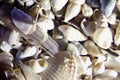 Micro Photo of Sea Shell Sand Royalty Free Stock Photo