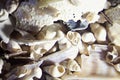 Micro Photo of Sea Shell Sand Royalty Free Stock Photo