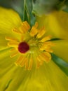 Micro photo of yellow flower.yellow flower.