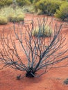 Sparse Vegetation, Red Soil, Uluru, Austraia Royalty Free Stock Photo