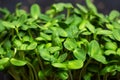 Micro-shoots of vegetable sunflower in close-up, microgreen.