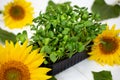 Micro-shoots of vegetable sunflower in close-up, microgreen.