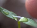 Seedling Leaf with water drop and finger