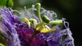 Micro shot of the Flowers