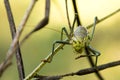 Micro Shot of Grasshopper from Front