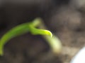 Seedling Leaf Sunlight